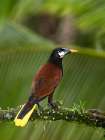 Montezuma oropendola- Costa Rica- Central America Art Print